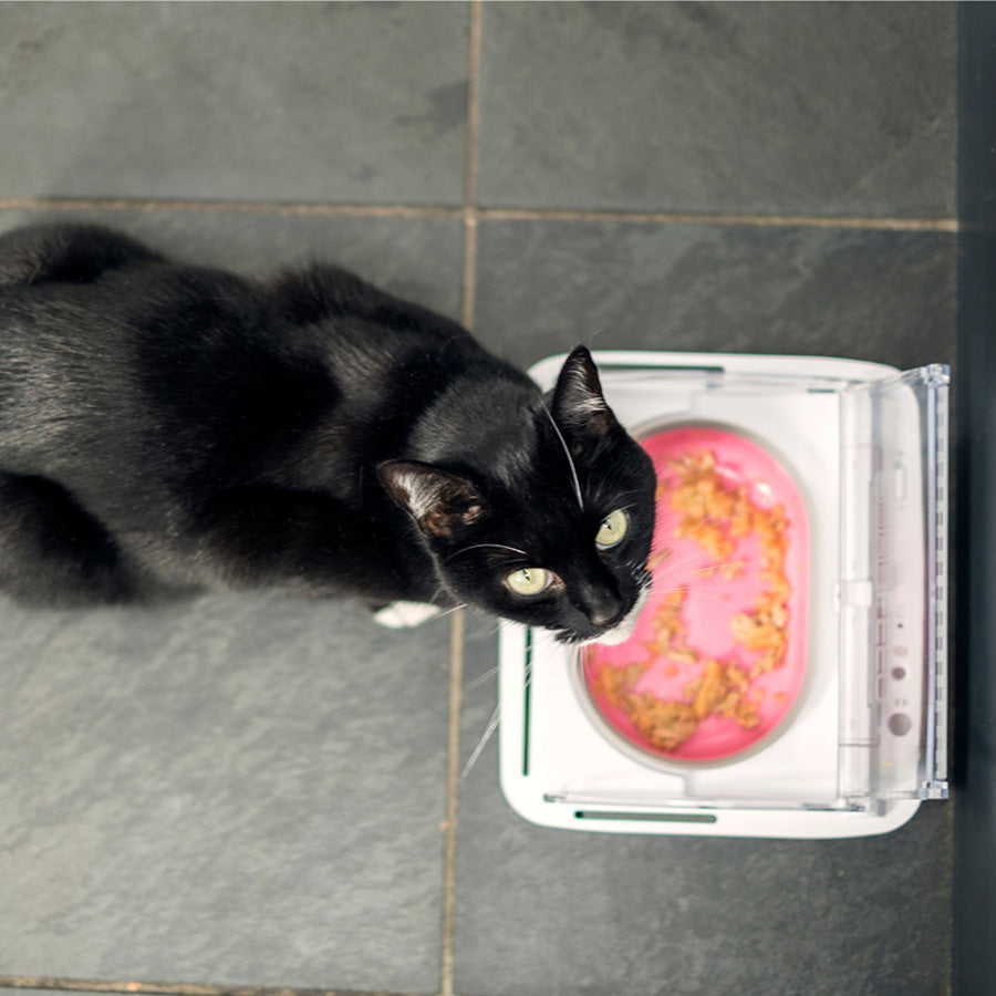 SureFeed Sealed Pet Bowl for Cats & Small Dogs