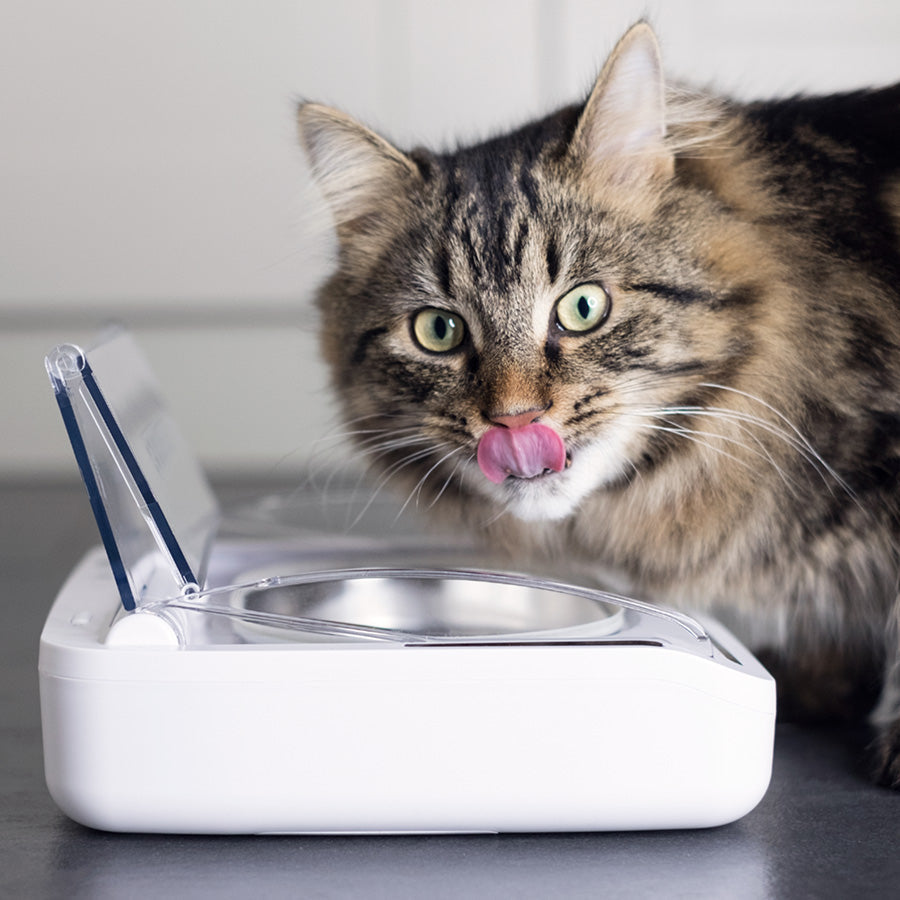 SureFeed Sealed Pet Bowl for Cats & Small Dogs